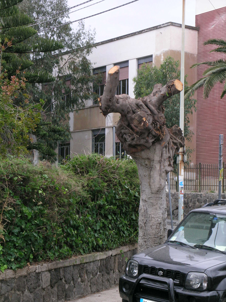 albero_massacrato.jpg